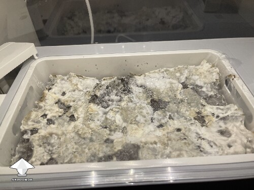 Thumbnail: Probably failed grow? 691ce70c27aac