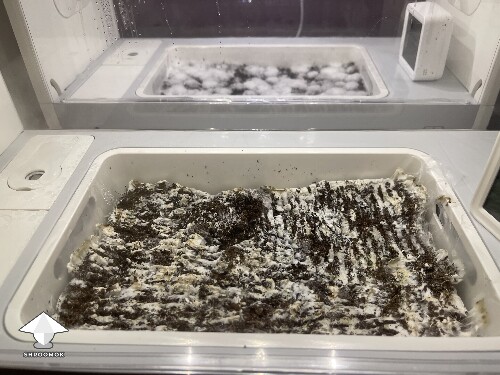 Thumbnail: Probably failed grow? 691ce70dc0101