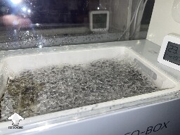 Probably failed grow? 691d855ec4628