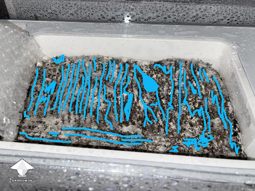 Probably failed grow? 691d7e6ed0d47