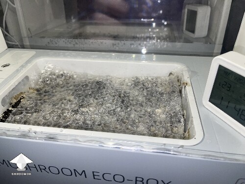 Thumbnail: Probably failed grow? 691d855cb5757