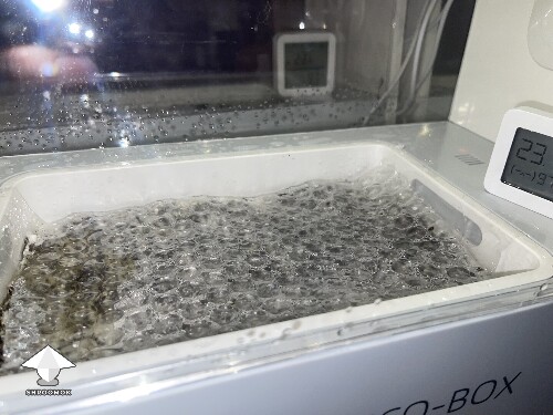 Thumbnail: Probably failed grow? 691d855ec4628