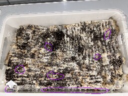 Probably failed grow? 691eceadb6fee