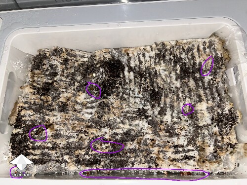 Thumbnail: Probably failed grow? 691eceadb6fee