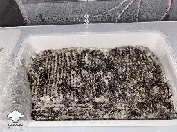 Probably failed grow? 6920cd9e89a2e