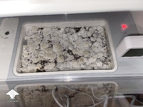 Thumbnail: Probably failed grow? 6920cda112e69