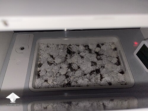 Thumbnail: Probably failed grow? 6920cda29beb3