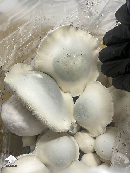 Cubensis Shakti mushrooms