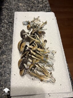 Jar Status 6922804dd5acc