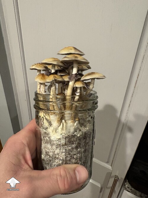 Jar Status 69228048edd30