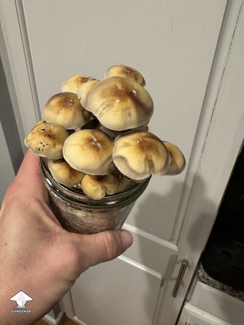 Jar Status 6922804b977a5