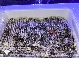 Probably failed grow? 69240858f3bc9