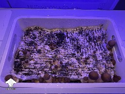 Probably failed grow? 69244f7b140e1