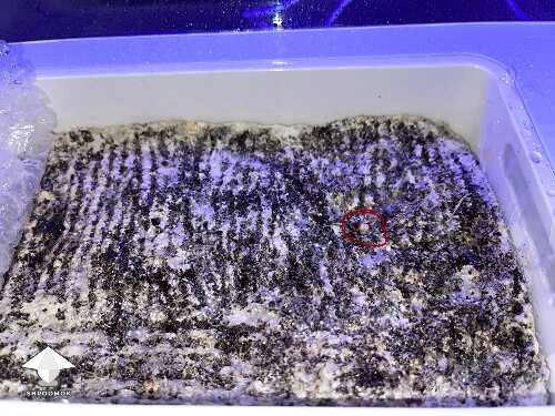 Thumbnail: Probably failed grow? 69240858f3bc9