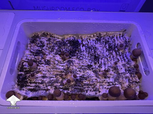 Probably failed grow? 69244f7b140e1