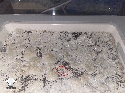 Probably failed grow? 6925256833d84