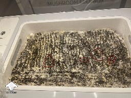 Probably failed grow? 6925256a54c2e