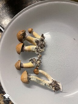 Probably failed grow? 6925aa4d16e10