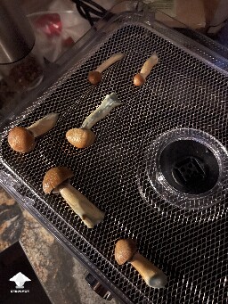 Probably failed grow? 6925aa5052fe8