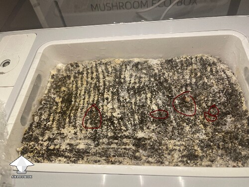 Probably failed grow? 6925256a54c2e