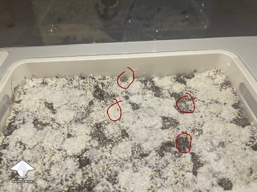 Probably failed grow? 6925256c2c8fa