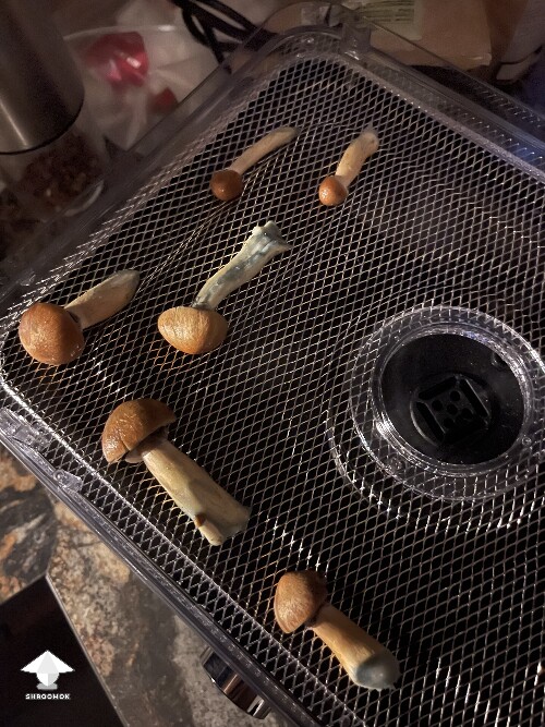 Probably failed grow? 6925aa5052fe8