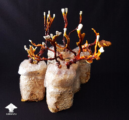 Antler Reishi - flush 3