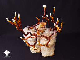 Reishi fruiting - flush 3