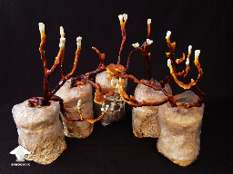 Reishi - 3rd flush ready for harvesting