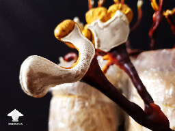 Reishi – polypore mushroom porous underside for releasing spores