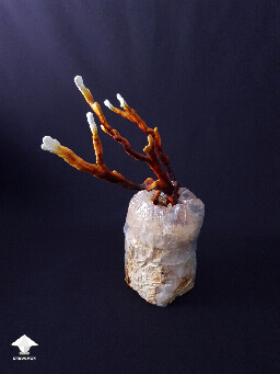 Antler Reishi mushrooms – reach for the light