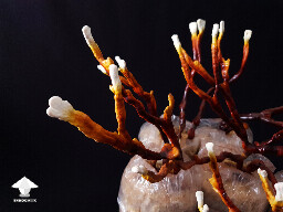 Antler Reishi mushrooms