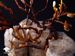 Antler Reishi growing at home