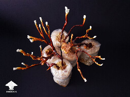 Home grown Antler reishi – Ganoderma multipileum 