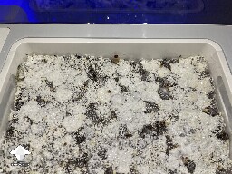 Probably failed grow? 69268b004d992