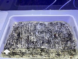 Probably failed grow? 69268b02882e5