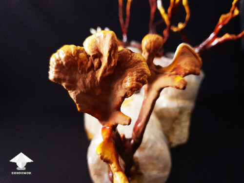 Reishi mushroom that already releasing spores