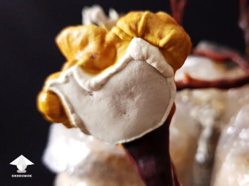 Reishi is a polypore mushroom – it's porous underside with many small tubes from which spores are released