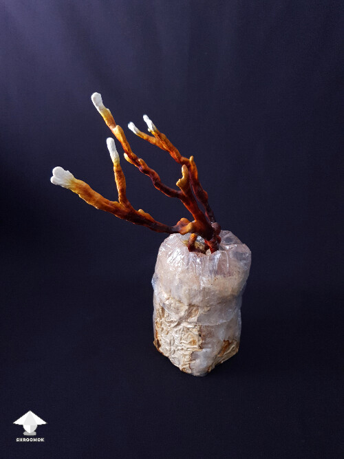 Antler Reishi mushrooms – reach for the light