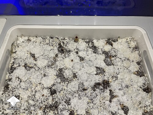 Probably failed grow? 69268b004d992