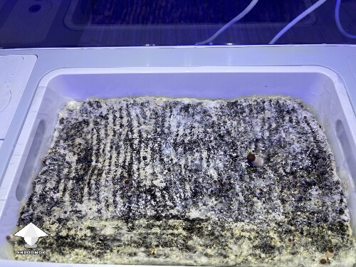 Probably failed grow? 69268b02882e5