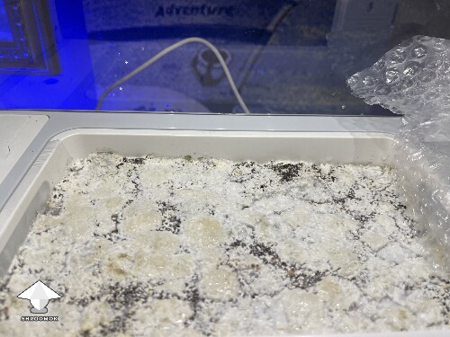 Probably failed grow? 69268b045277c