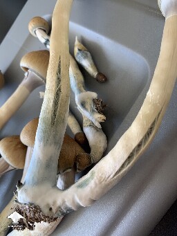 E4K mushroom strain - what would cause these stems to crack