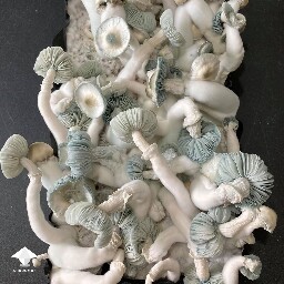 Jack Frost mushrooms ready to harvest #2