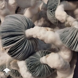 Jack Frost mushrooms ready to harvest #3