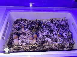 Probably failed grow? 69297abce057c