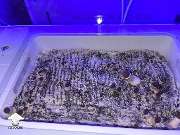 Probably failed grow? 69297abf0404c