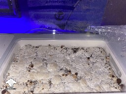 Probably failed grow? 69297ac2653fa