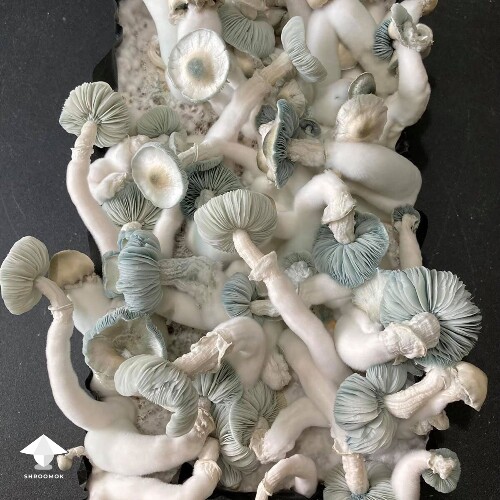 Jack Frost mushrooms ready to harvest #2