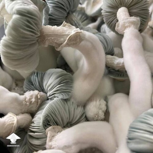 Jack Frost mushrooms ready to harvest